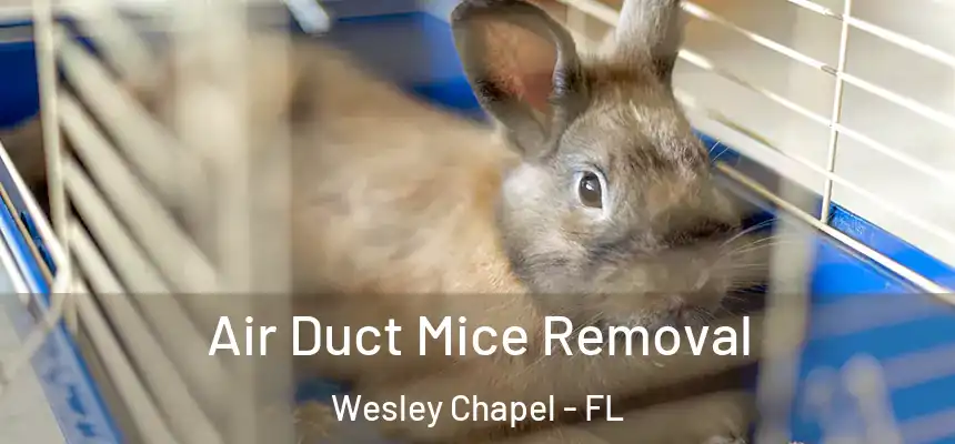 Air Duct Mice Removal Wesley Chapel - FL