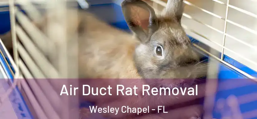  Air Duct Rat Removal Wesley Chapel - FL