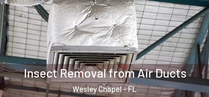  Insect Removal from Air Ducts Wesley Chapel - FL