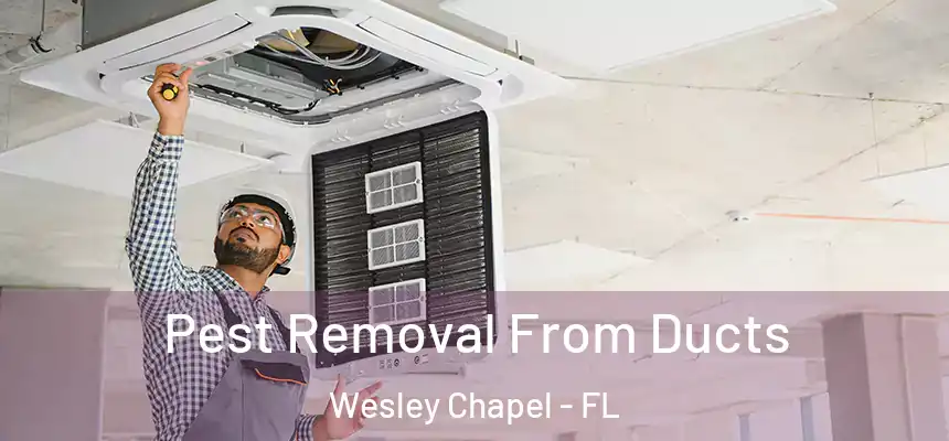  Pest Removal From Ducts Wesley Chapel - FL