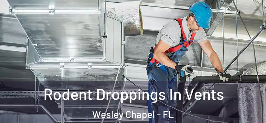  Rodent Droppings In Vents Wesley Chapel - FL