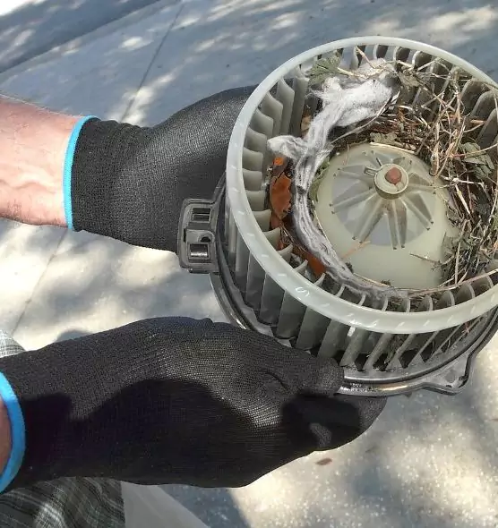 About Air Duct Mice Removal in Wesley Chapel, FL