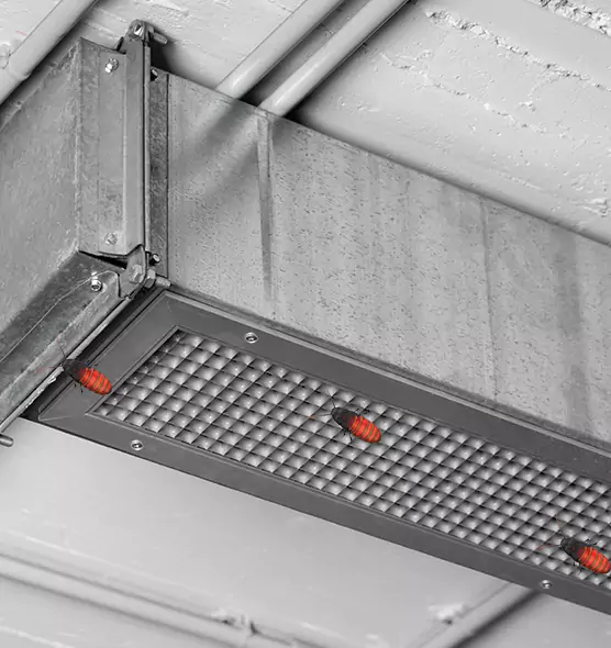 Affordable Insect Removal from Air Ducts in Wesley Chapel, FL